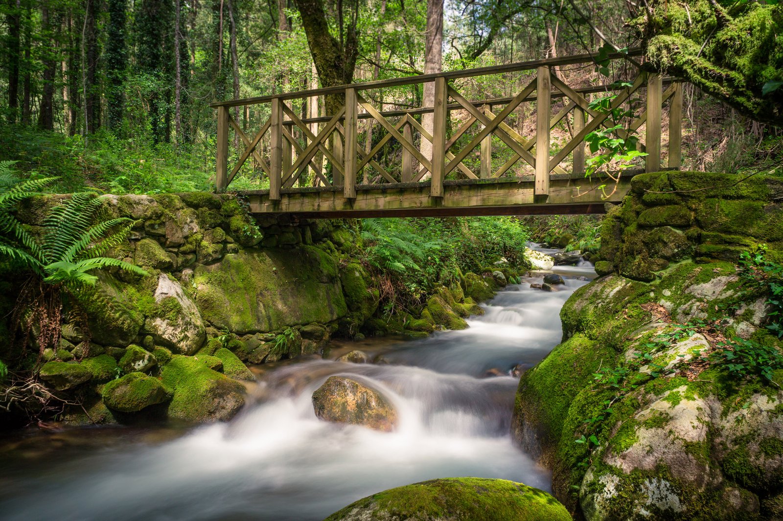 An amazing forest in Galicia. With all kind of plants, rocks, rivers, bridges, trees, and of course, the amazing light trough all of this scenery. A magical place to go and get lost!